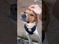 Mileau Preacher Dog - Good Boy!