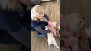 SURGERY DAY FOR SWEET MAX SURGERY DAY FOR SWEET MAX