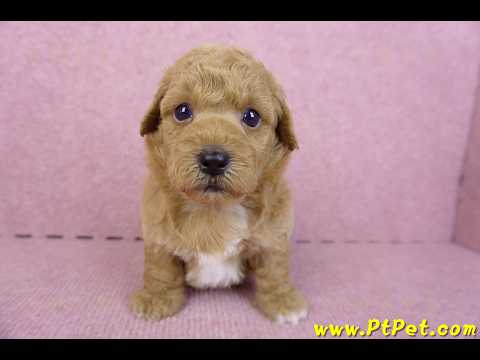 09/12泰迪比熊公幼犬(新北林口)