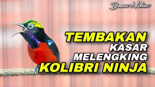 Download lagu VARIASI TEMBAKAN KASAR - MELENGKING TAJAM KOLIBRI NINJA COCOK UNTUK MASTERAN SEGALA JENIS BURUNG mp3