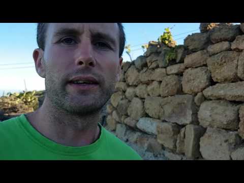 Aromatasehemmer Chrysin aus Passiflora