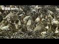 Crocodiles Vs Wildebeest Natural World The Crossing BBC Earth