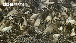 Crocodiles vs Wildebeest | Natural World: The Crossing | BBC Earth