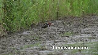 今季3羽目のレンカク(動画あり)