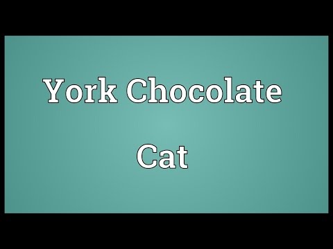 York Chocolate Cat Meaning