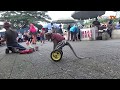 PERTUNJUKAN MONYET PAKAI TOPENG