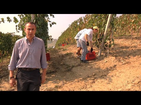 La vendemmia: come avviene tra le colline del Barbaresco 1_uChef_TV