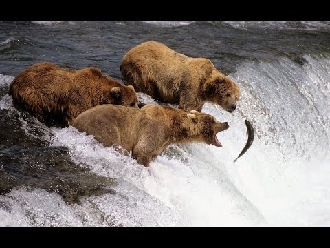 (Doku in HD) Die letzten Paradiese - Bären und Lachse des Nordens - Alaska