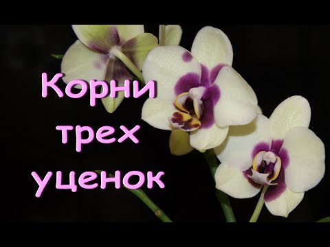 Три ОРХИДЕИ-УЦЕНКИ phal.PANDA:смотрю корни.Привет Анжелике и Валентине!