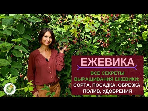 ЕЖЕВИКА - посадка, обрезка, уход//Все секреты большого урожая