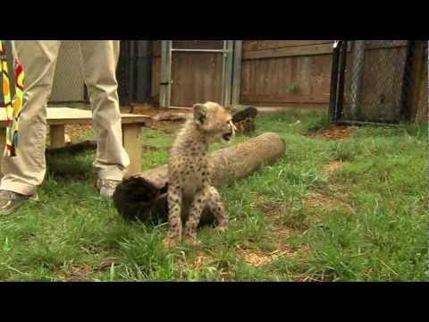 Cheetah vs. Dog - Who Will Win at Catch?