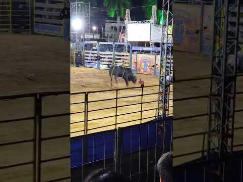 Denis Miranda Laje - Enquanto isso em Laje do Muriaé, rodeios na festa da cidade 2025