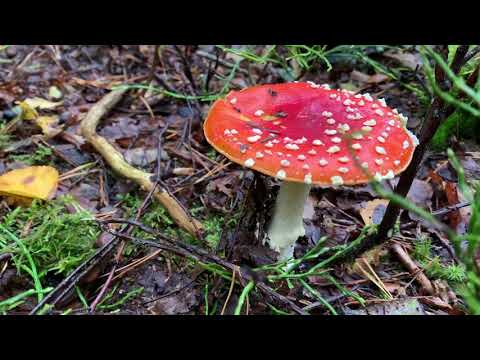 Intro Nedbrytare Film