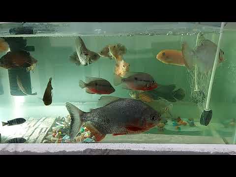 OSCAR , FIREMOUTH AND PIRANA AQUARIUM