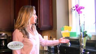 Just Add Ice Orchids - Orchid Care in Colder Climates