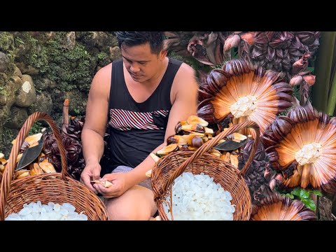 Harvesting Nipa Palm Fruit and making a delicious sweet afternoon snack! | Life in the countryside