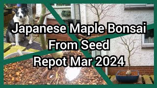 Japanese Maple Bonsai From Seed Repot Mar 2024