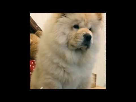 鬆獅犬 堡堡 啾咪