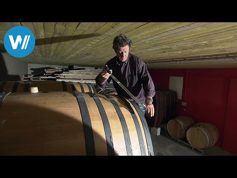 Champagne for everyone! (360° - GEO Reportage)