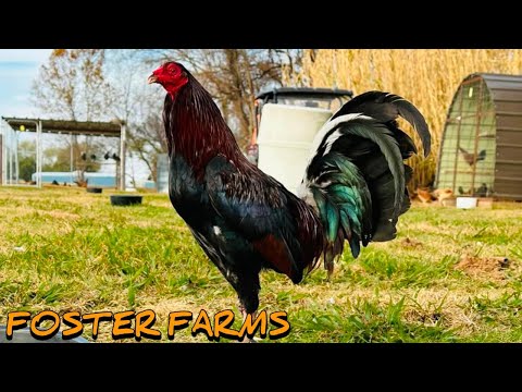 Kelso Grey - FOSTER FARM