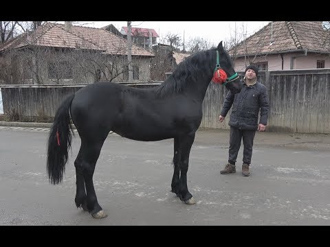 Manza - Rasa Friesian 15 feb 2018