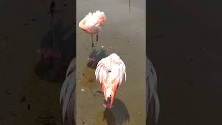 兎田ぺこら＆湊あくあ＆宝鐘マリン＆ＴＮさんフラミンゴとカピバラと再び鳥とミィヤーキャットとであります１７２回フラミンゴ初〜カピバラ初〜再び鳥シリーズその5〜初ミィヤーキャット編