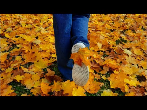 Fall Strolls: The Ultimate Autumn Walk Ambience.