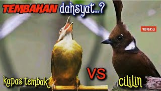 Download lagu CILILIN VS KAPAS TEMBAK ||TEMBAKAN KASAR DAHSYAT  5jam mp3