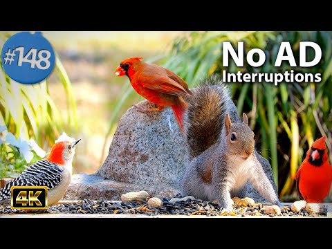 Uninterrupted TV for Cats 😻 8 Hours of Birds 🐦 Squirrels 🐿Feeder No ADs CatTV ASMR Nature Video