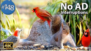 Uninterrupted TV for Cats 😻 8 Hours of Birds 🐦 Squirrels 🐿Feeder No ADs CatTV ASMR Nature Video