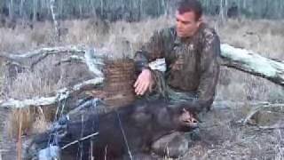 Boar Archery Heart Kill Shot. Drops pig with archery shot, one arrow.