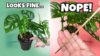 The One Watering Rule You’re Probably Getting Wrong
