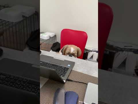 芳野クー　テレワークする^ ^