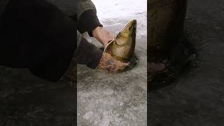 INSANE Splake HYBRID Trout on Tip Up - Ice Fishing