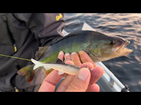 Miten toimii uutuusjigi ensitestissä Itä-Suomessa - Jasu Suvas - Eumer Fishing - Ahvenen kalastus