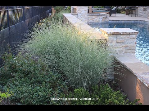 download lagu mp3 mp4 Morning Light Silver Grass, download lagu Morning Light Silver Grass gratis, unduh video klip Morning Light Silver Grass