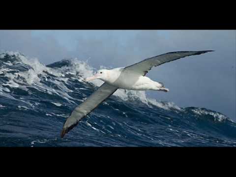 Malm Martiora : Vorona