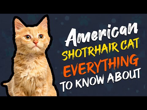 American Shorthair Cat 101; Everything You Need to Know | Wiggle Paw