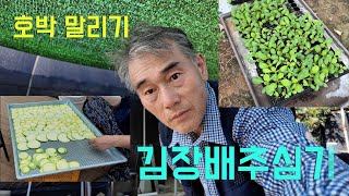 비를 맞으며 김장배추심기 (그리고 애호박 풍년)