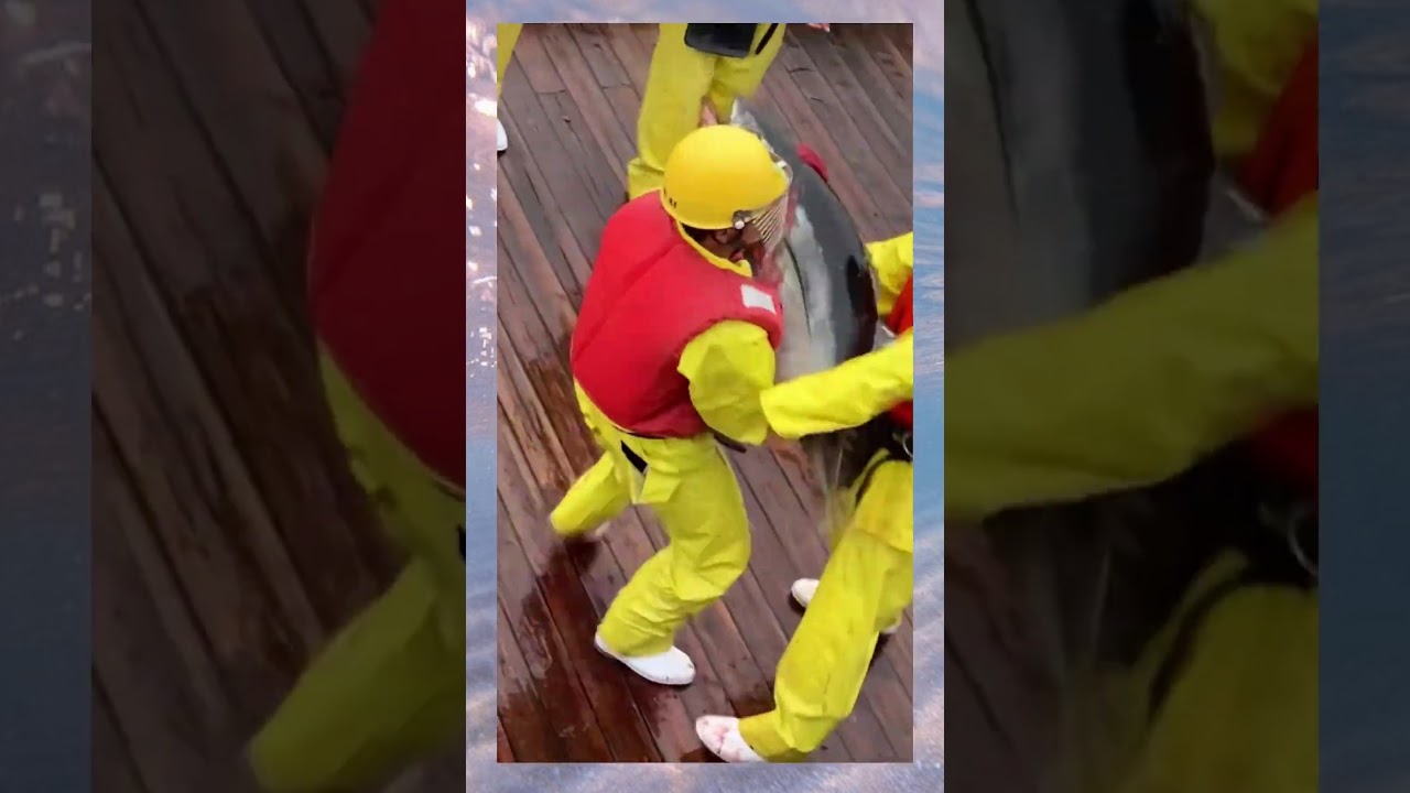 僕の嫁もマグロって言われてるけどこんなに元気よくないです #shorts