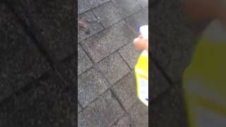 how to clean mold off asphalt roof shingles with bleach