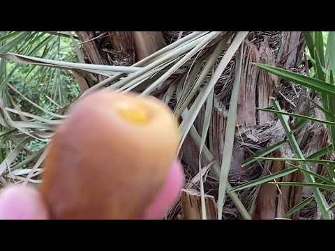 التعريف بنخلة نبتة علي - م منصور المحمدي - Nabtat Ali palm tree - www.ajwafarmsa.com