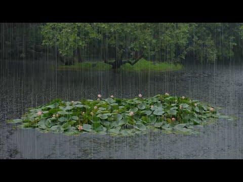 The beautiful lotus pond is raining(38) , sleep, relax, meditate, ASMR, Real Shot