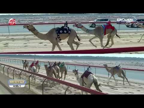  ش 5 (مريفه) لـ هجن الشحانيه 7:32:6 ، تأهيلي المرموم 2026/03/04 لقايا