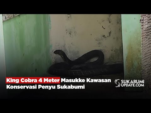 King Cobra 4 Meter Masuk ke Kawasan Konservasi Penyu Sukabumi