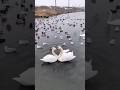 Loving Swan Couple Dancing Shortsvideo Bird Viral Reels Status Vlog Shorts Swan