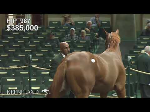 2017 Keeneland September Sale - Hip 987, Curlin - Allude colt brings $850,000