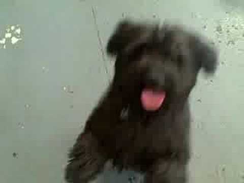 Camp Bow Wow Tri-Valley Summer Games