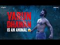 VARUN DHAWAN Is An ANIMAL BHEDIYA Maddock Films