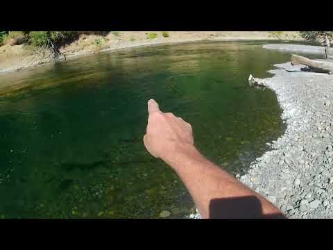 Olympic peninsula summer Steelhead